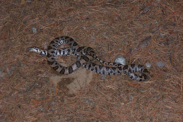 file0024.JPG - Ssssssssssssssnake